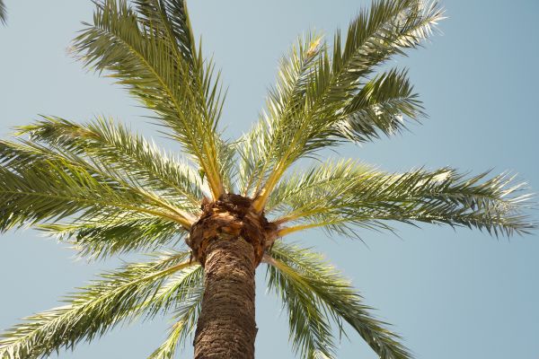 Cost of Palm Tree Pruning in Springfield