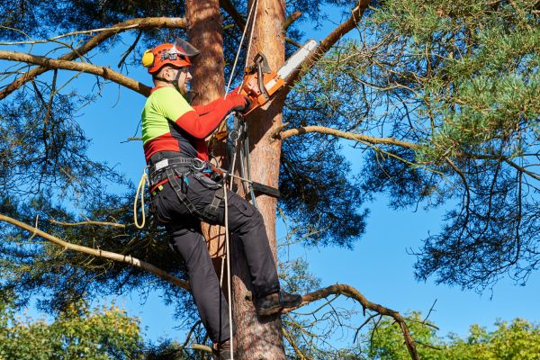 Cost of Tree Service in Springfield