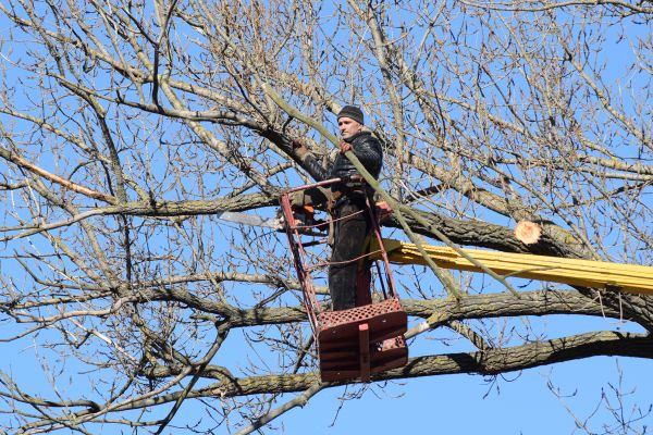 Cost of Emergency Tree Trimming in Springfield