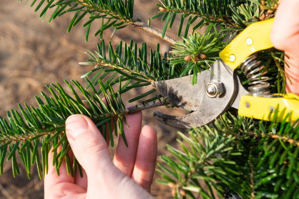 Cost of Pine Tree Pruning in Springfield