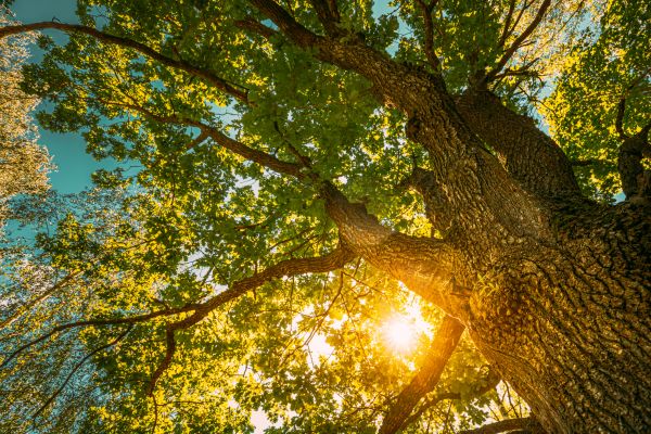 Cost of Oak Tree Pruning in Springfield