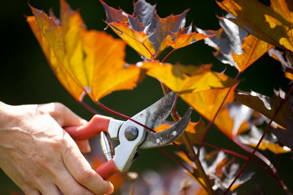 Cost of Maple Tree Pruning in Springfield