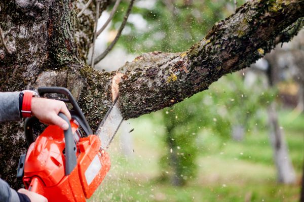 Cost of Tree Limbs Removal in Springfield