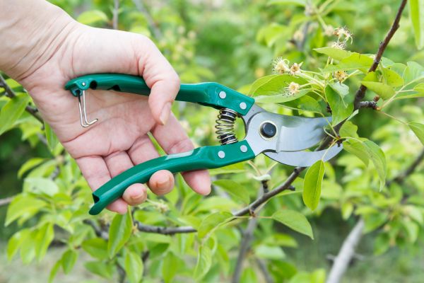Cost of Pear Tree Pruning in Springfield