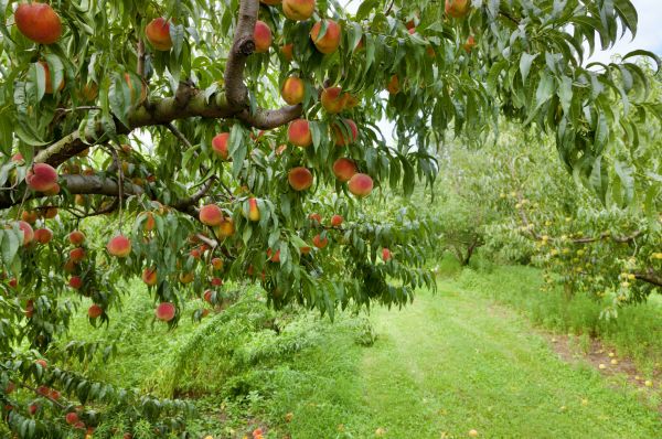 Cost of Peach Tree Pruning in Springfield