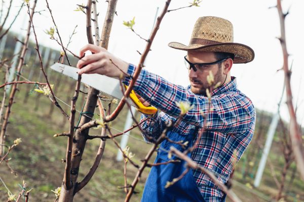 Cost of Orchard Tree Pruning in Springfield