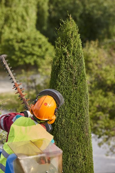 Cost of Cypress Tree Trimming in Springfield
