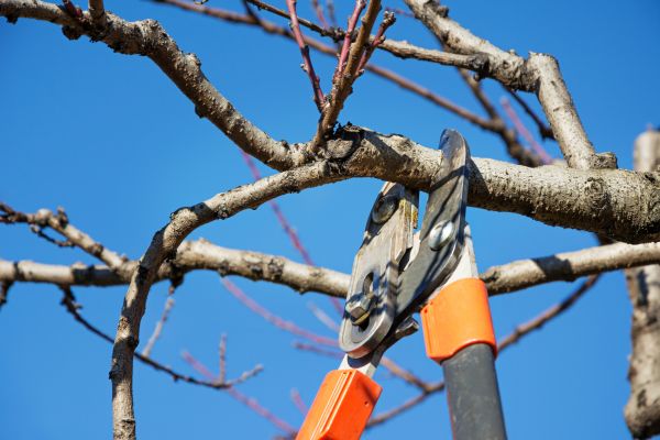 Cost of Peach Tree Trimming in Springfield