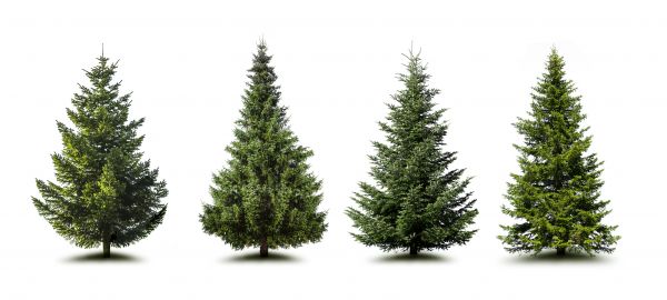 Cost of Pine Tree Trimming in Springfield
