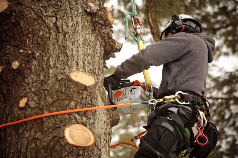 Tree Inspection and Assessment