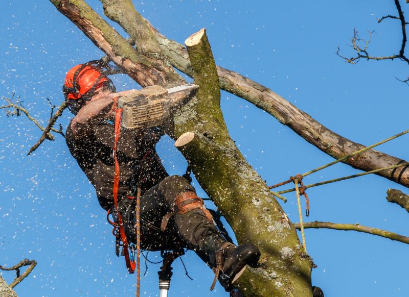 Safety Measures in Tree Trimming